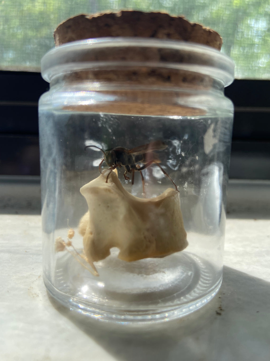 Pinned wasp