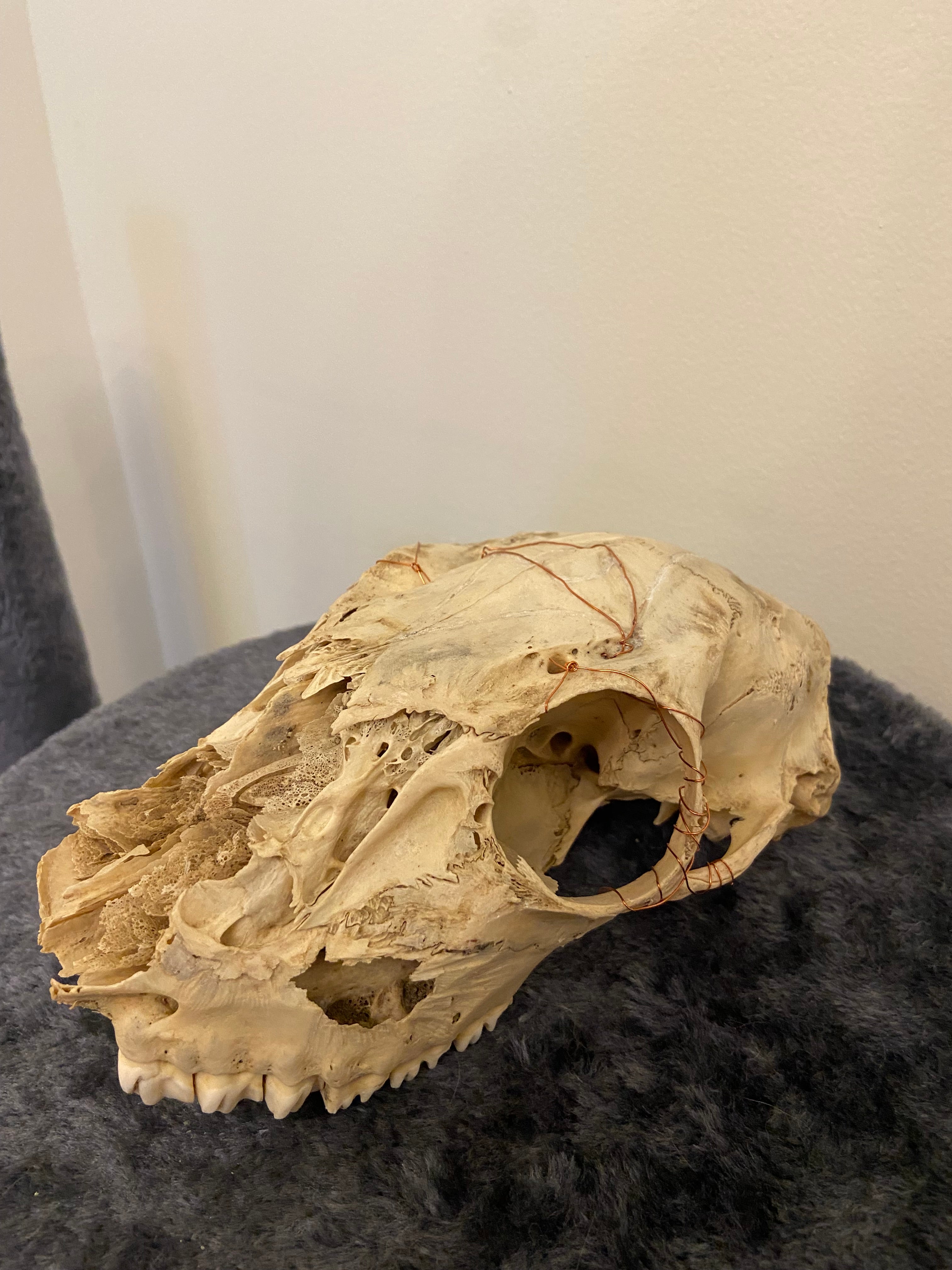 Engraved skull