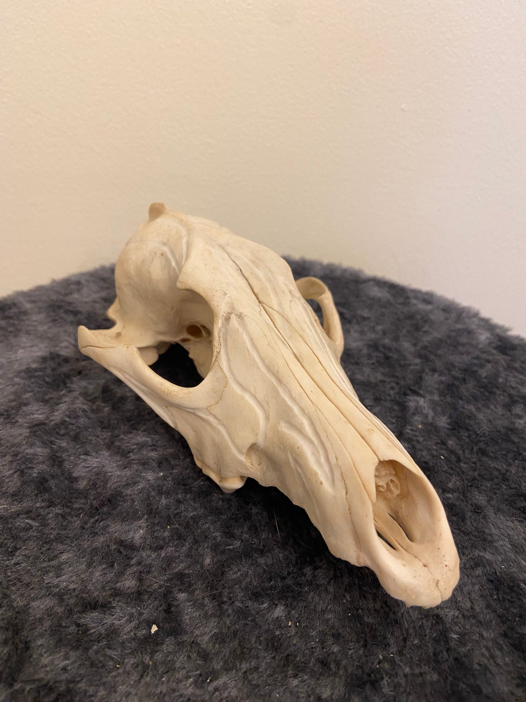 Engraved skull
