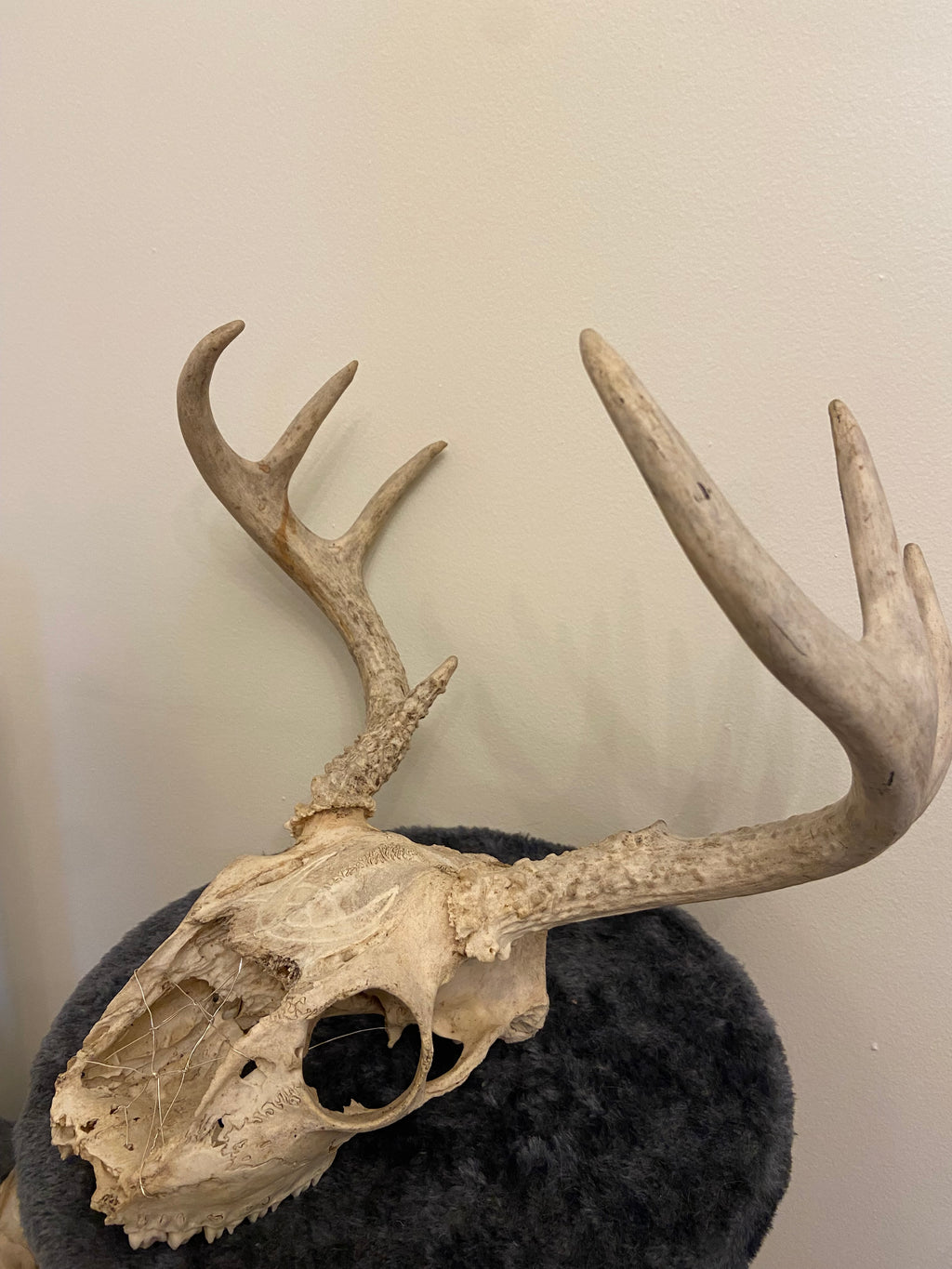 Engraved skull