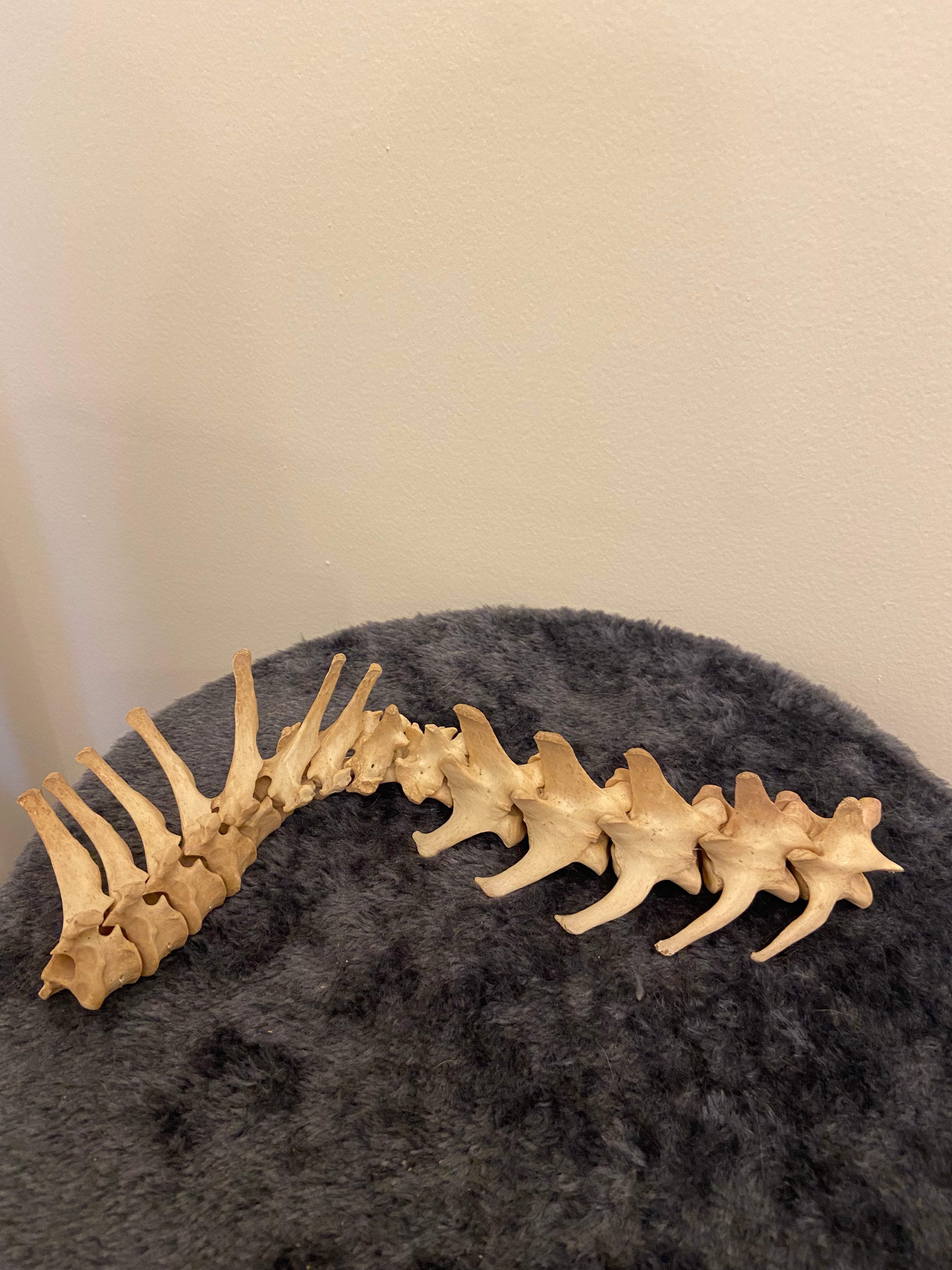 Spine