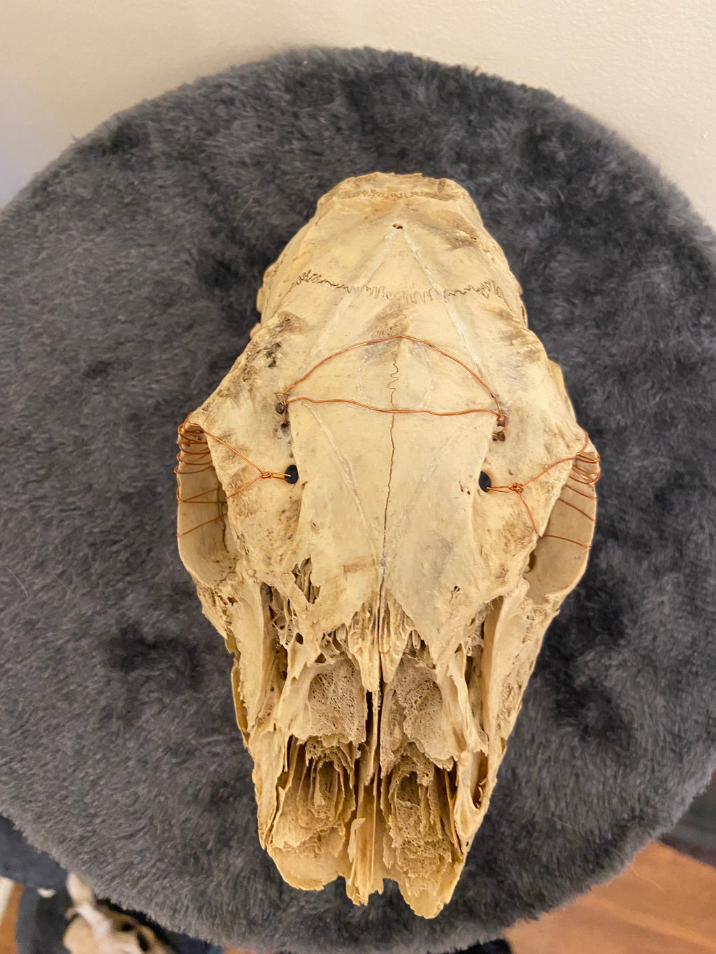 Engraved skull