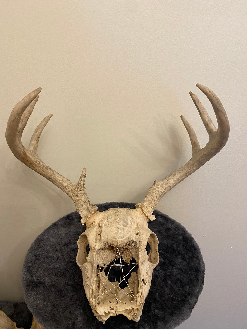 Engraved skull