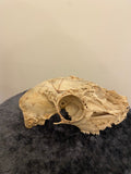 Engraved skull