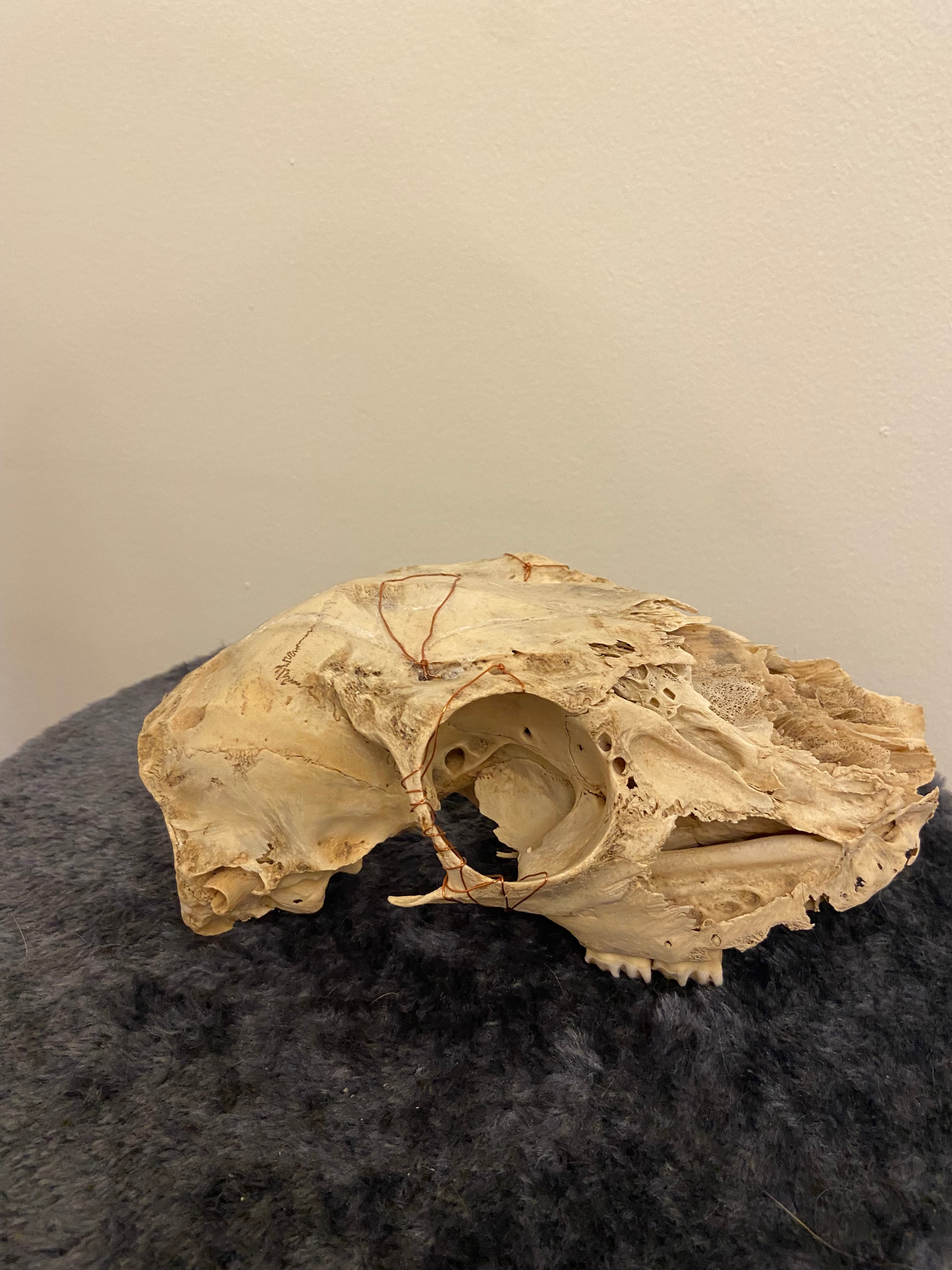 Engraved skull