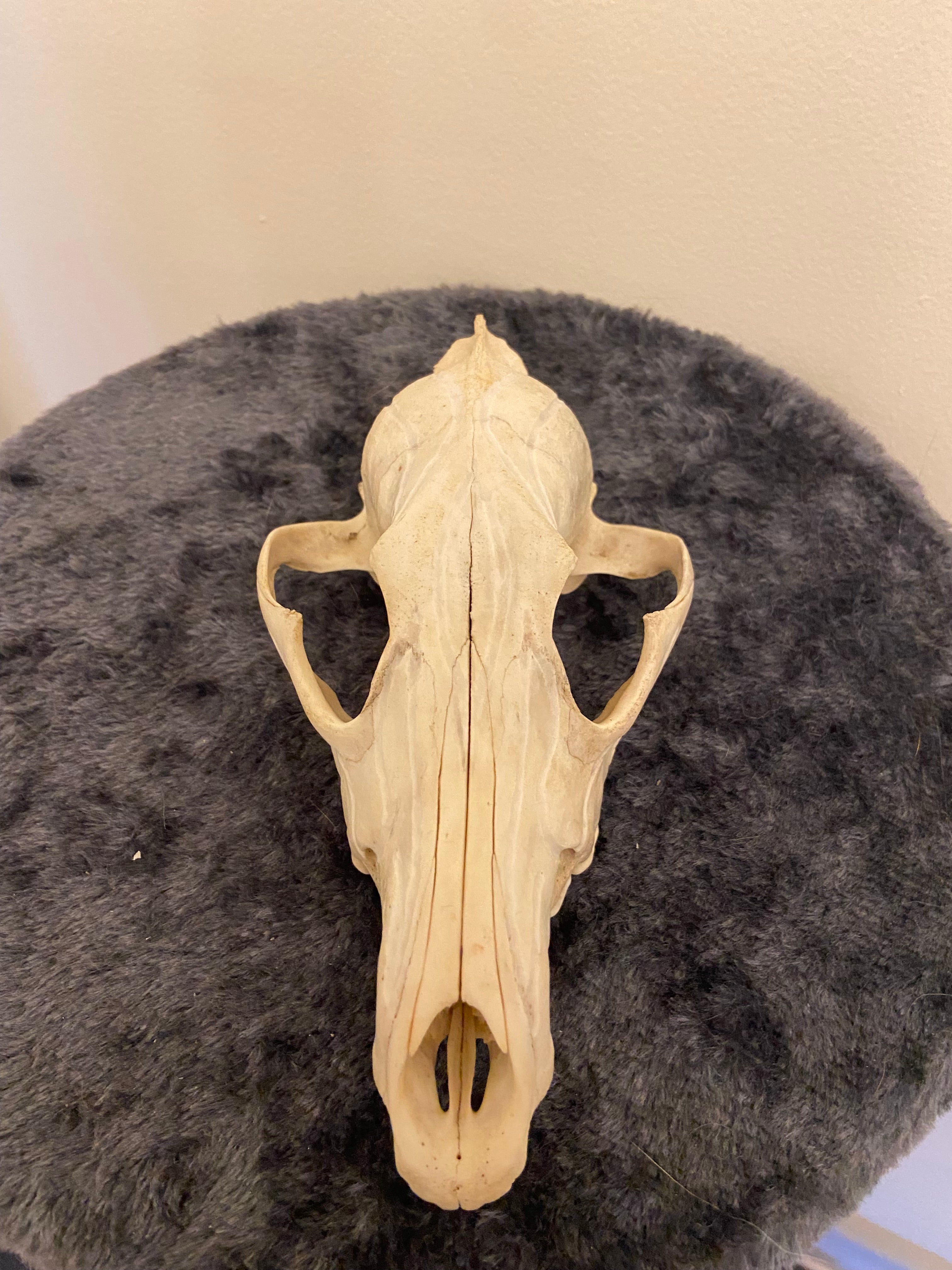 Engraved skull