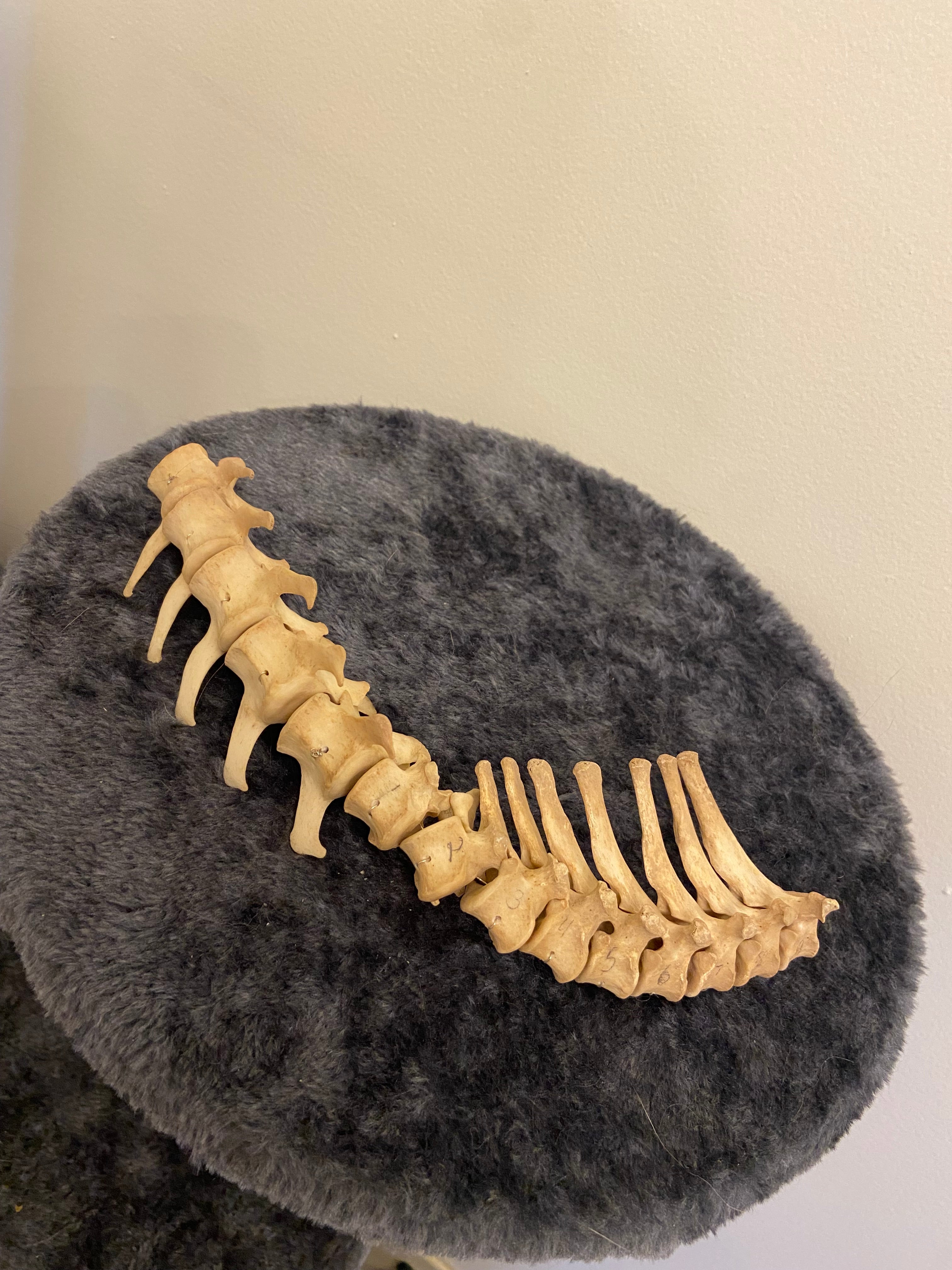 Spine