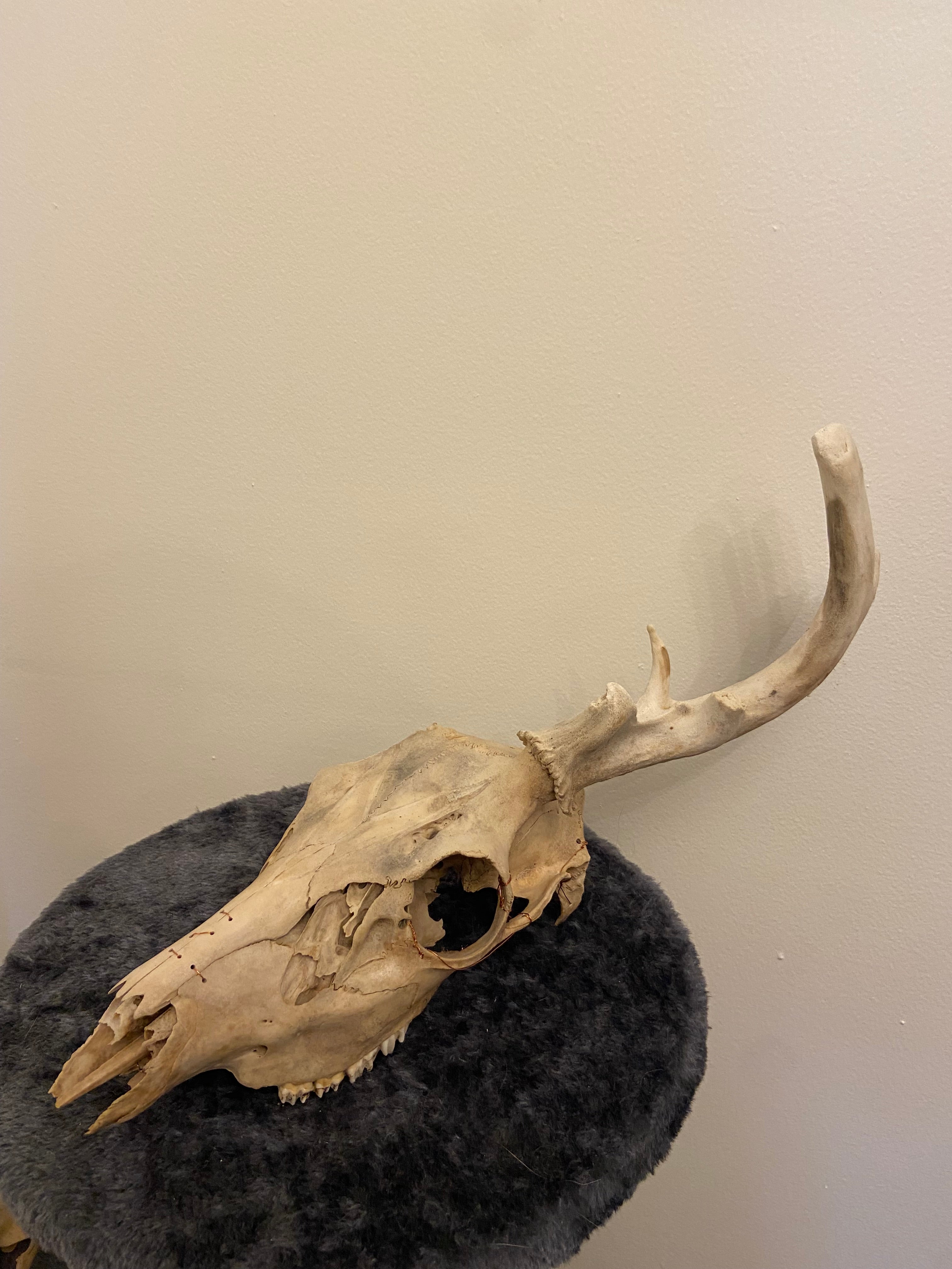 Engraved skull