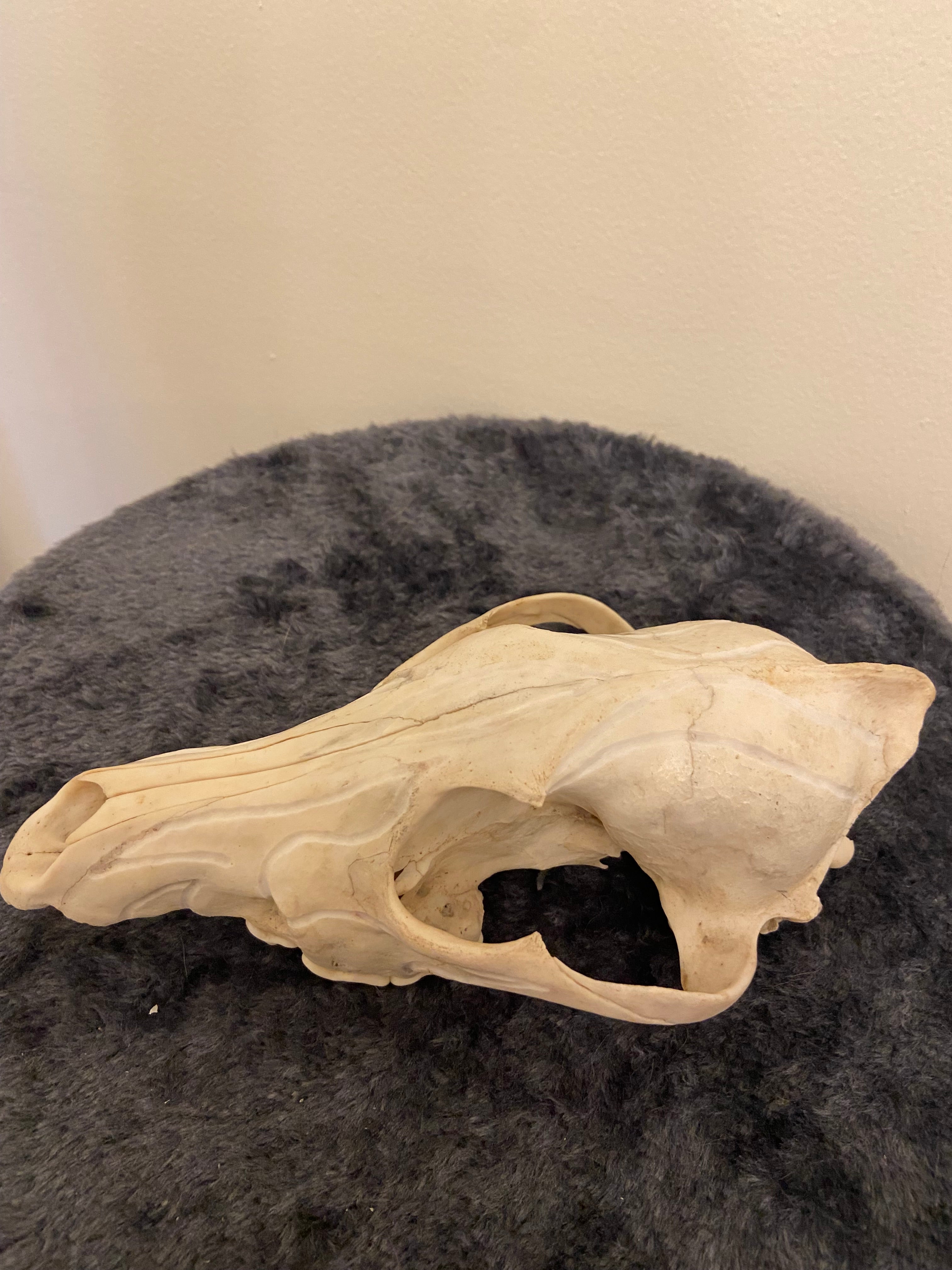 Engraved skull