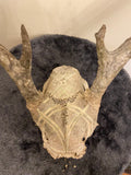 Engraved skull
