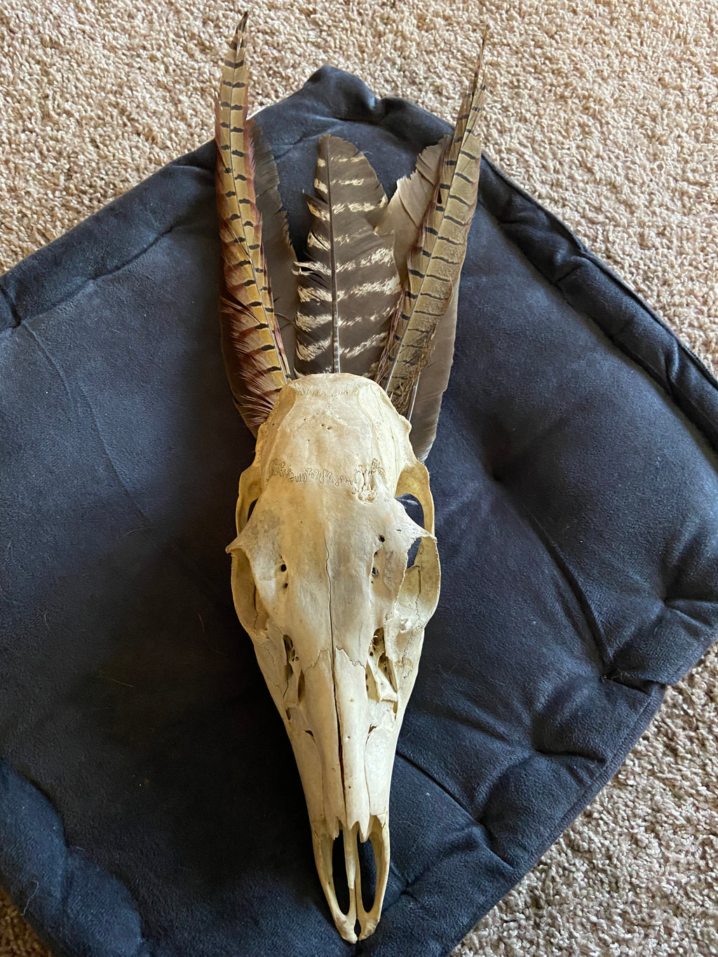 Hanging skull