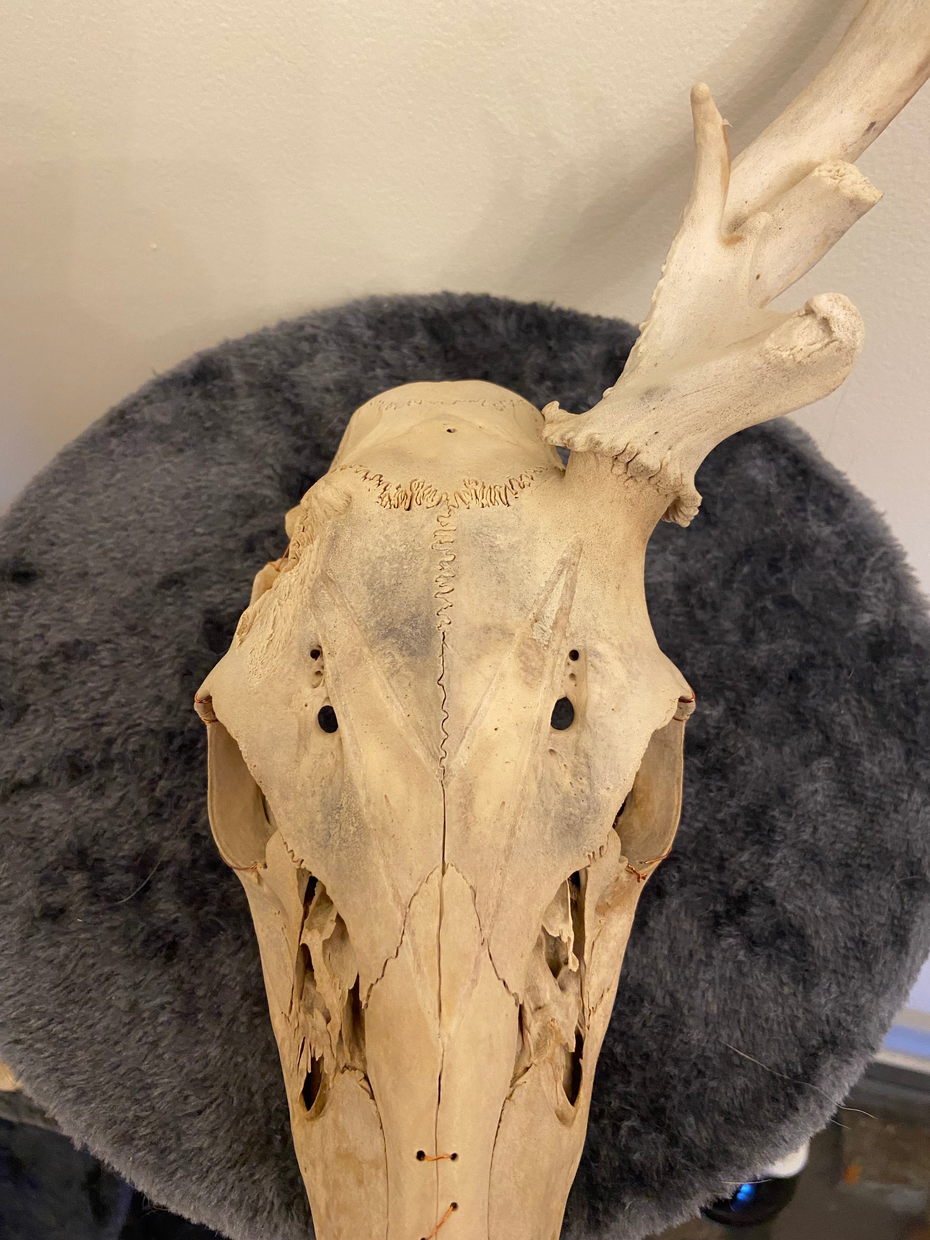 Engraved skull