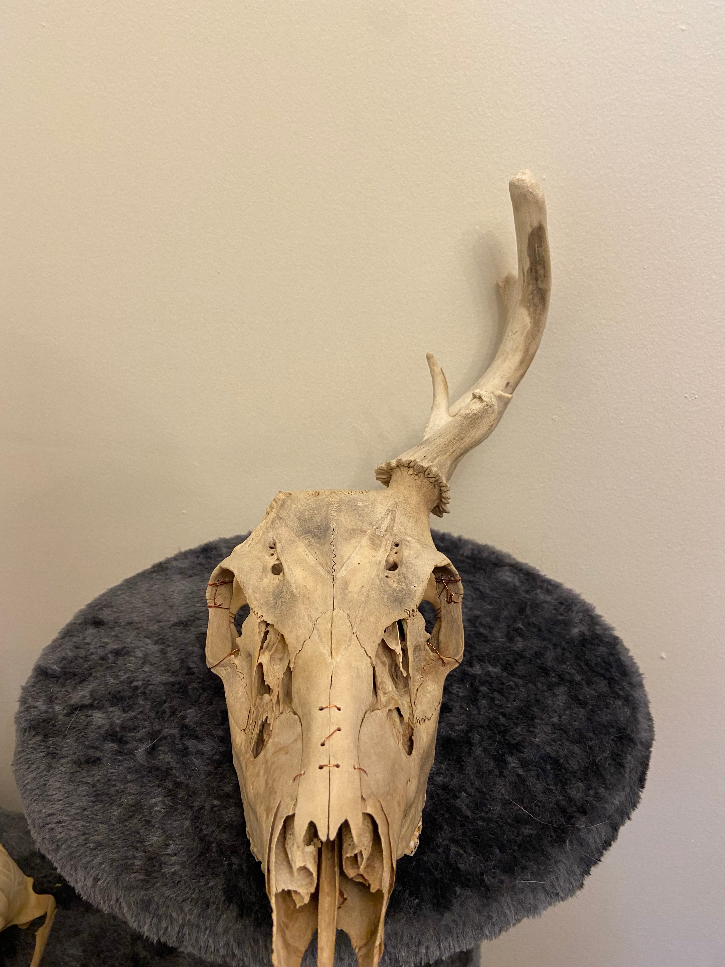 Engraved skull