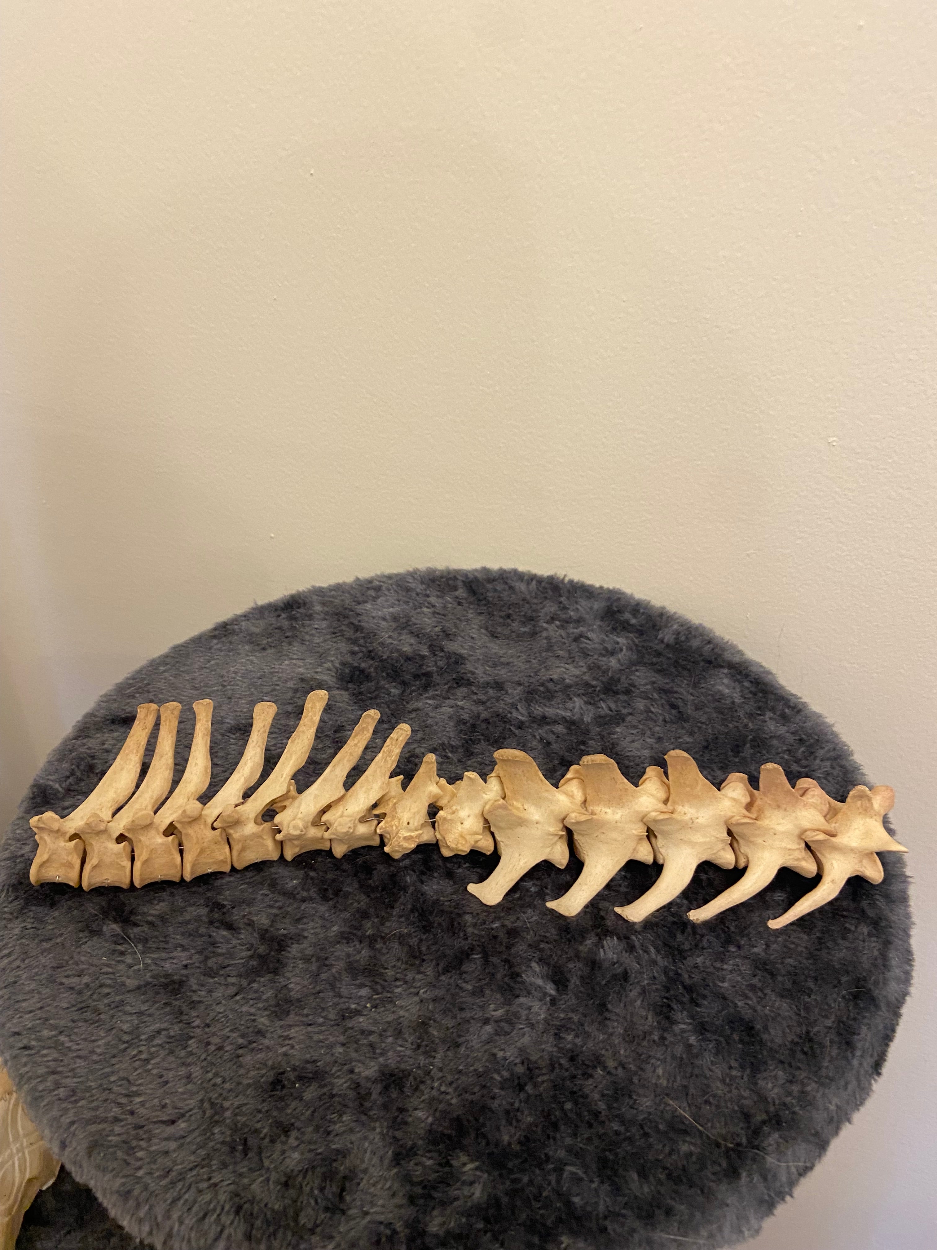 Spine