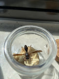 Pinned wasp