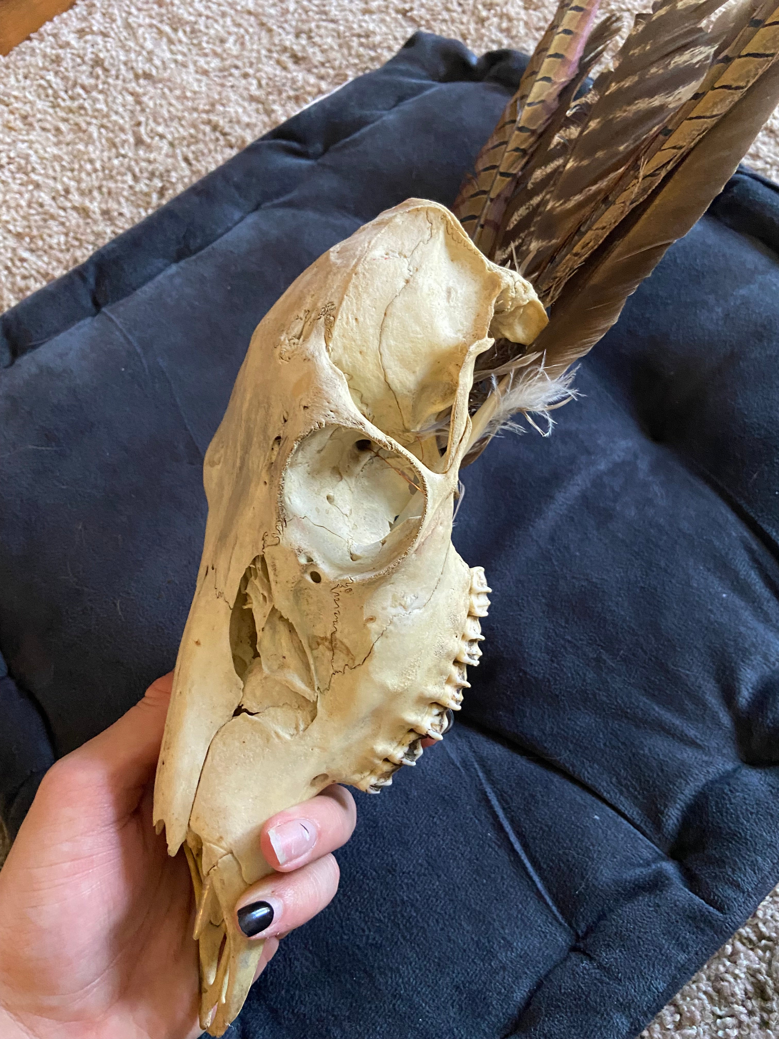Hanging skull
