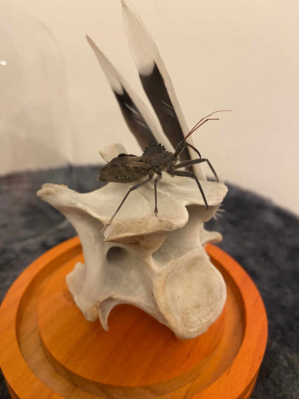 Insect globe