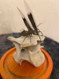 Insect globe
