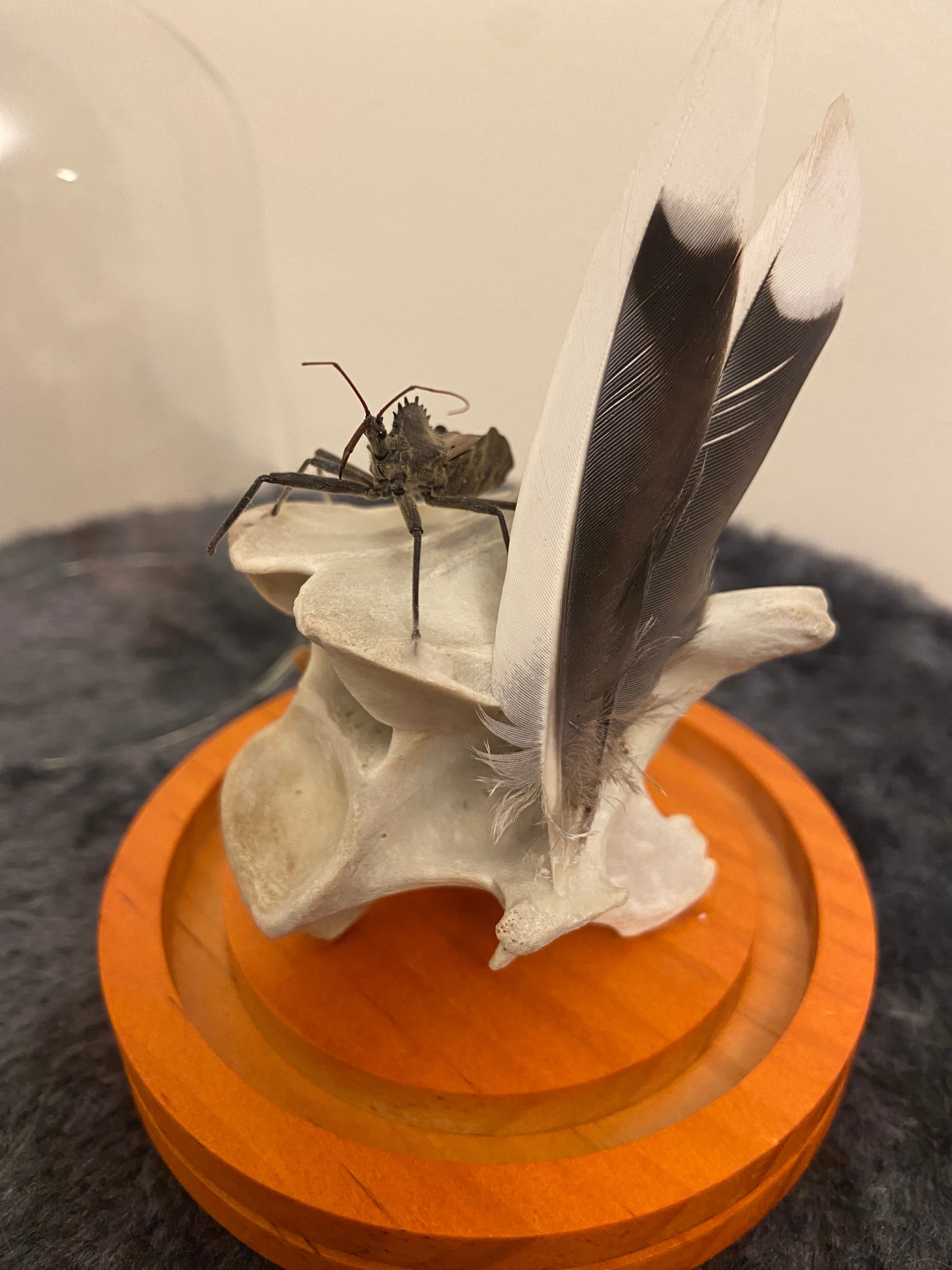 Insect globe